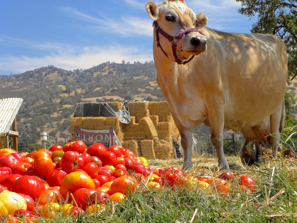 Full Belly Farm
